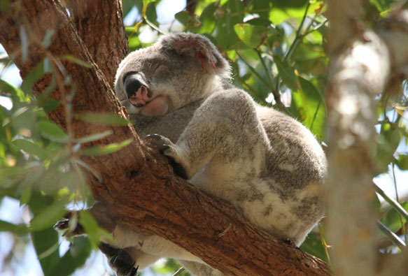 Сон у животных коала