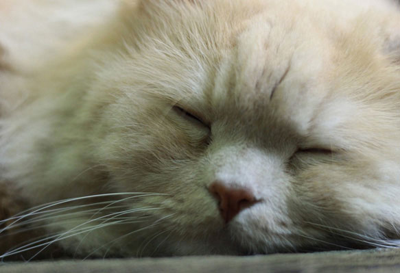 Сон у животных кот