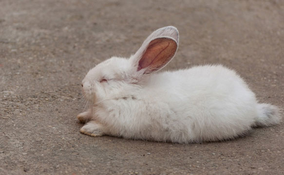 Сон у животных кролик