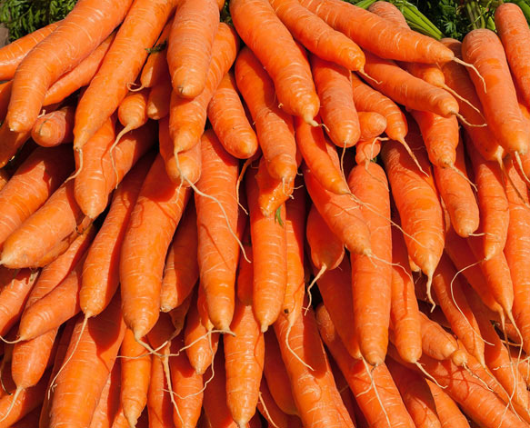 Морковь во сне