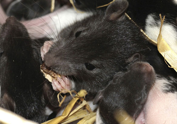 Крысы и мыши во сне