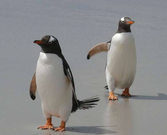 снятся пингвины
