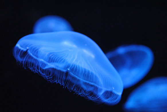 К чему снится медуза